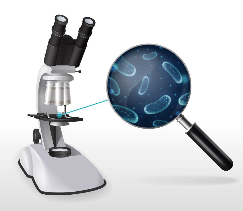 Microscope Discovery – Observing onion cells and cheek cells under a microscope